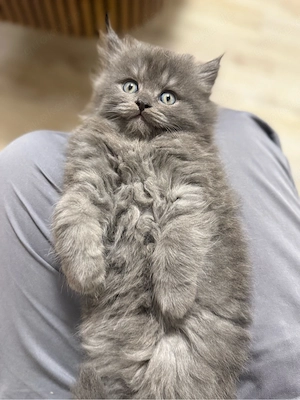 Britisch Langhaar Kitte junge