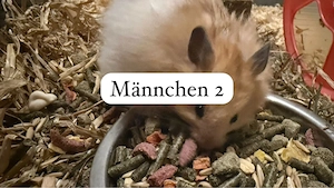 Gold-Teddyhamster 