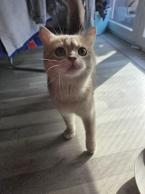 brittisch kurzhaar deckkater  Bild 4