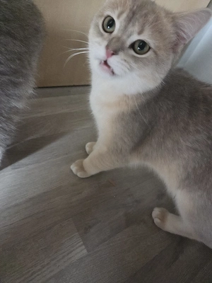 brittisch kurzhaar deckkater  Bild 3