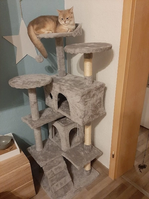 brittisch kurzhaar deckkater 
