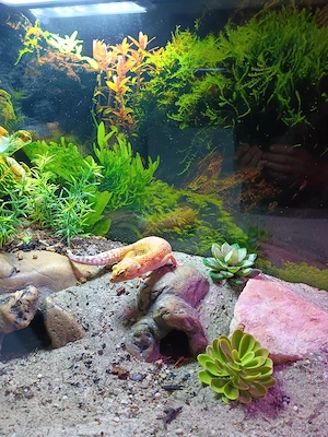 Verkaufe 1 Leopardgecko Weibchen für 65   .