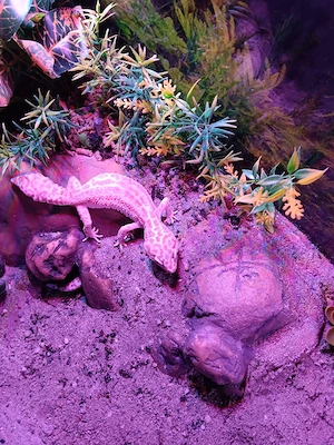 Verkaufe 1 Leopardgecko  Weibchen Dnz  2023.