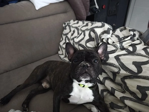 Französische Bulldogge 