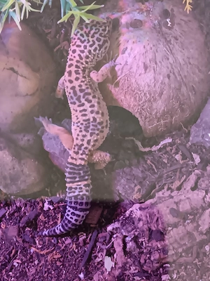 Verkaufe 1 Leopardgecko  Männchen Dnz  2023 .