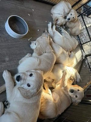 Wunderschöne Welpen zu verkaufenNiedliche Welpen sofort verfügbarWunderschöne reinrassige Hunde zur 