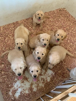 Wunderschöne Welpen zu verkaufenNiedliche Welpen sofort verfügbarWunderschöne reinrassige Hunde zur 