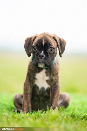 Deutsche Boxerwelpen Bild 6
