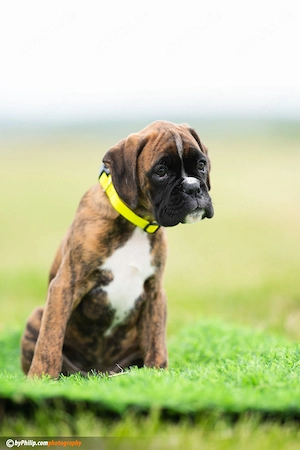 Deutsche Boxerwelpen Bild 9