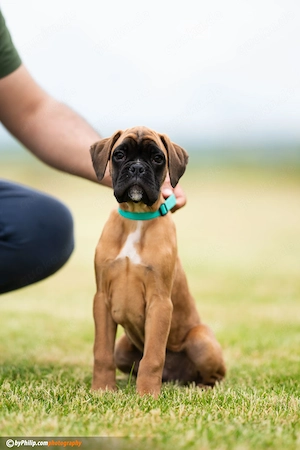 Deutsche Boxerwelpen Bild 2