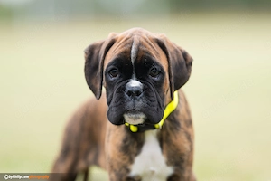 Deutsche Boxerwelpen Bild 8