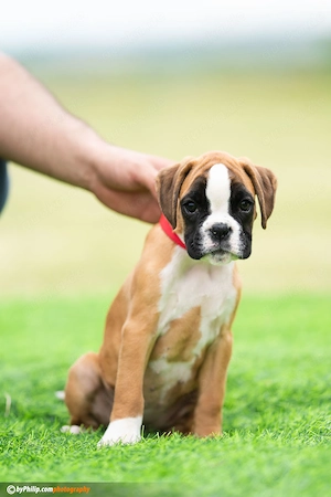 Deutsche Boxerwelpen Bild 10