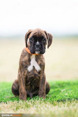 Deutsche Boxerwelpen Bild 5