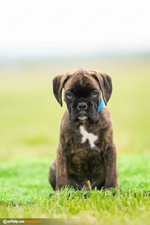 Deutsche Boxerwelpen Bild 7