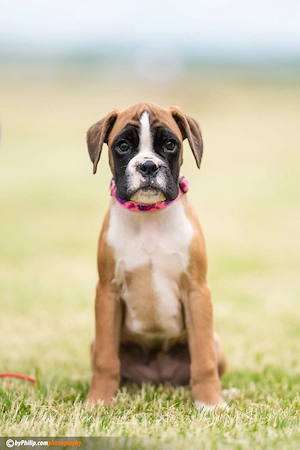Deutsche Boxerwelpen Bild 4