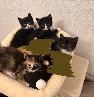 Kitten abzugeben