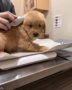 Wunderschöne Welpen zu verkaufenNiedliche Welpen sofort verfügbarWunderschöne reinrassige Hunde zur 