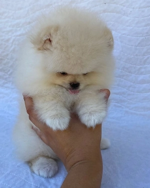 Pomeranian-Welpen (Rüden und Hündinnen) abzugeben