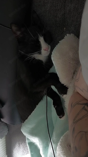 zwei kleine katzen suchen ein neues zuhause