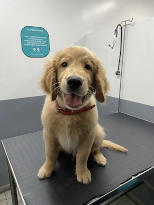 Wunderschöne Welpen zu verkaufenNiedliche Welpen sofort verfügbarWunderschöne reinrassige Hunde zur 
