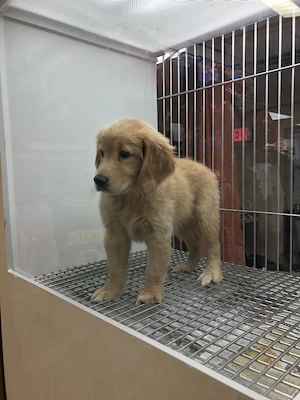 Wunderschöne Welpen zu verkaufenNiedliche Welpen sofort verfügbarWunderschöne reinrassige Hunde zur 