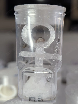 Hyllus diardi ( etwas größer als Phidippus regius)