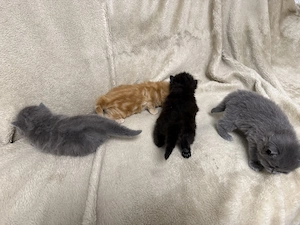 Persermix Kitten