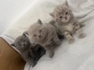 Süße BKH Kitten 