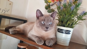 Bkh blue point katzendame