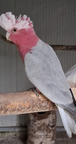 Rosa Kakadu Hahn