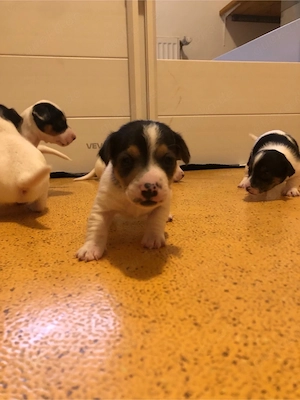 Jack Russel Terrier Welpen