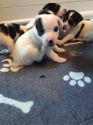 Jack Russel Terrier Welpen