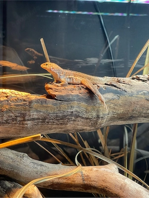 Maskenleguan schreibersi