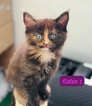 Reinrassige Maine Coon Kitten