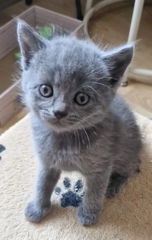 Britisch kurzhaar langhaar  Kitten 