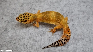 Mandarin Tangerine Tremper Albino Leopardgecko Weibchen 2025
