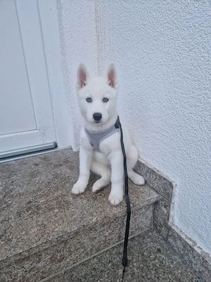 Siberian Husky 5 monate