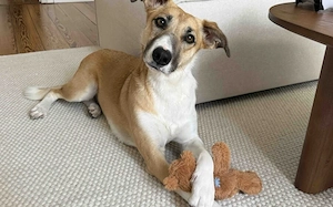 Aktive und sportliche Ellie sucht liebevolle Familie