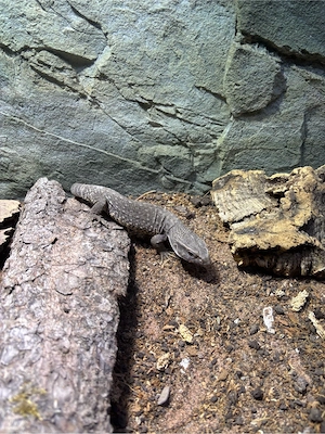 Varanus exanthematicus 0.0.1