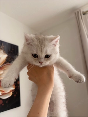bkh-blh Kitten suchen ein zuhause