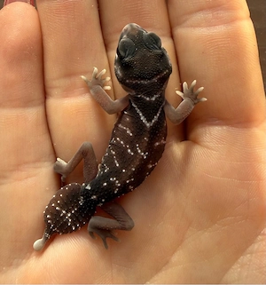 0,01 Nephrurus levis levis NZ 03 26