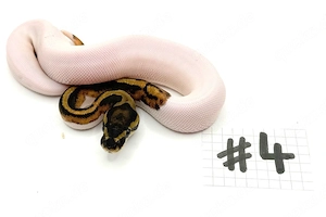 0,1 Königspython Piebald (high white) NZ'25