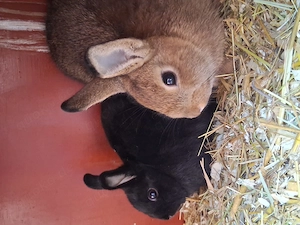 Russenkaninchen Mix Rammler Brüder