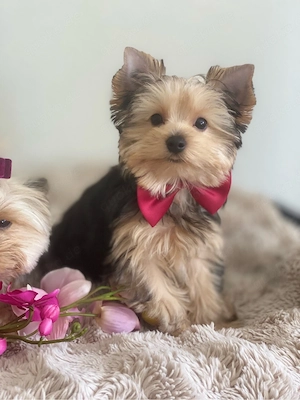 Charmante Yorkshire-Terrier-Welpen   Liebevoll Aufgezogen 