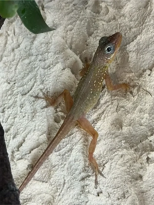 0,1 Anolis oculatus winstoni adult