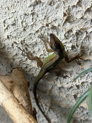 1,1 Anolis roquet roquet Zuchtpaar adult  Bild 2