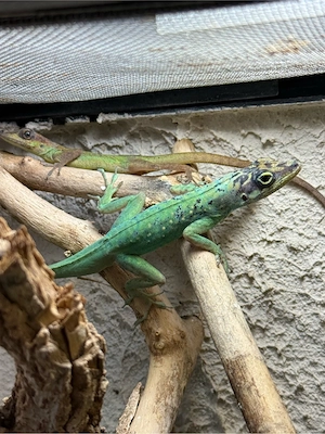 1,1 Anolis roquet roquet Zuchtpaar adult 