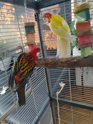 Brachtrosella Pärchen mit Käfig 