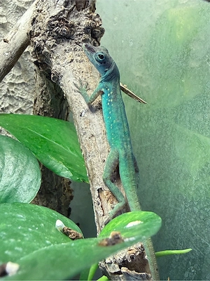 1,1 Anolis roquet summus Zuchtpaar adult 