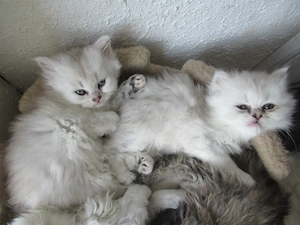 Bildhübsche Babys British Longhair, Eltern mit Stammbaum, 